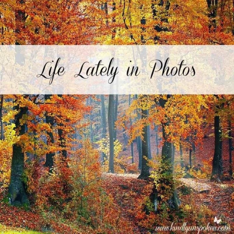 Life Lately in Photos- Fall Update
